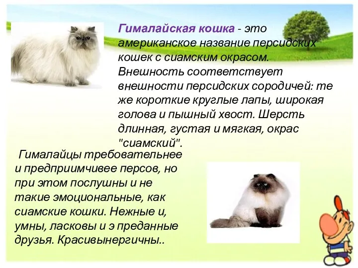 Гималайская кошка - это американское название персидских кошек с сиамским