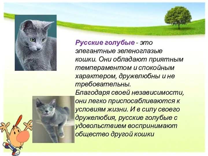Русские голубые - это элегантные зеленоглазые кошки. Они обладают приятным