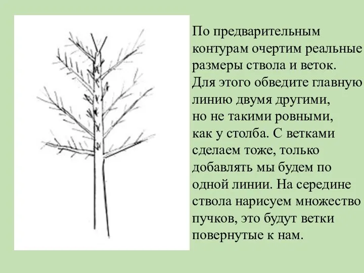 По предварительным контурам очертим реальные размеры ствола и веток. Для