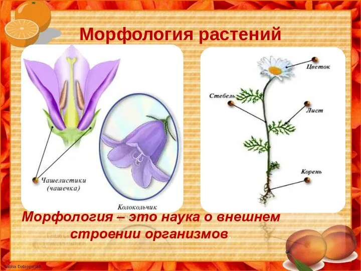 Морфология растений М Морфология – это наука о внешнем строении организмов.