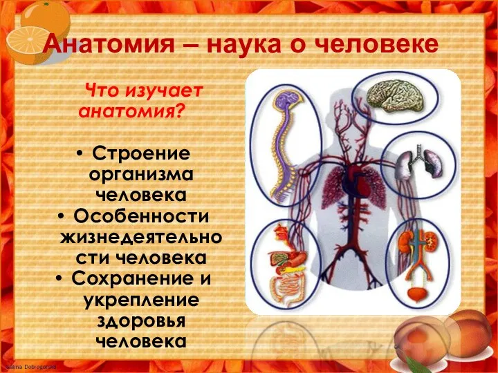 Анатомия – наука о человеке Что изучает анатомия? Строение организма