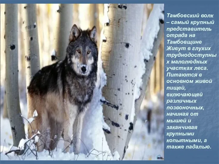 Тамбовский волк – самый крупный представитель отряда на Тамбовщине Живут