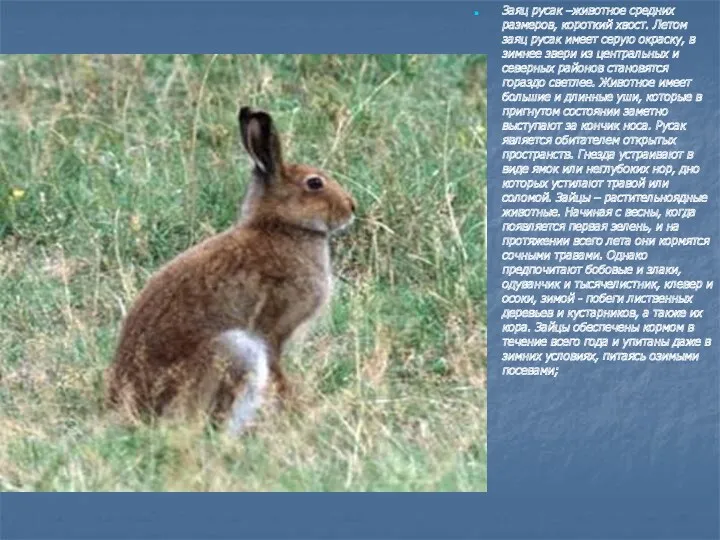 Заяц русак –животное средних размеров, короткий хвост. Летом заяц русак
