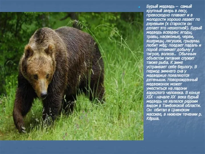 Бурый медведь – самый крупный зверь в лесу, превосходно плавает