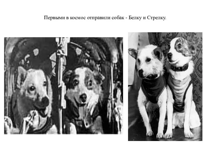 Первыми в космос отправили собак - Белку и Стрелку.