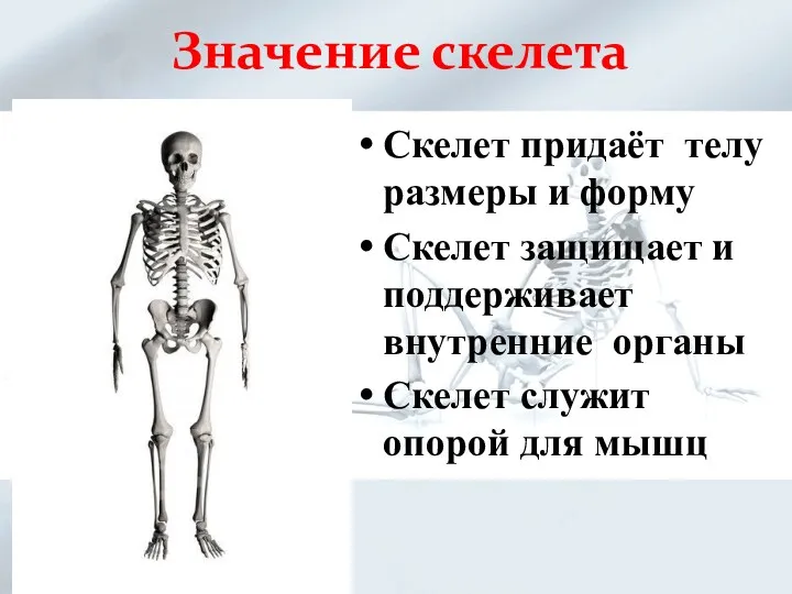 Значение скелета Скелет придаёт телу размеры и форму Скелет защищает