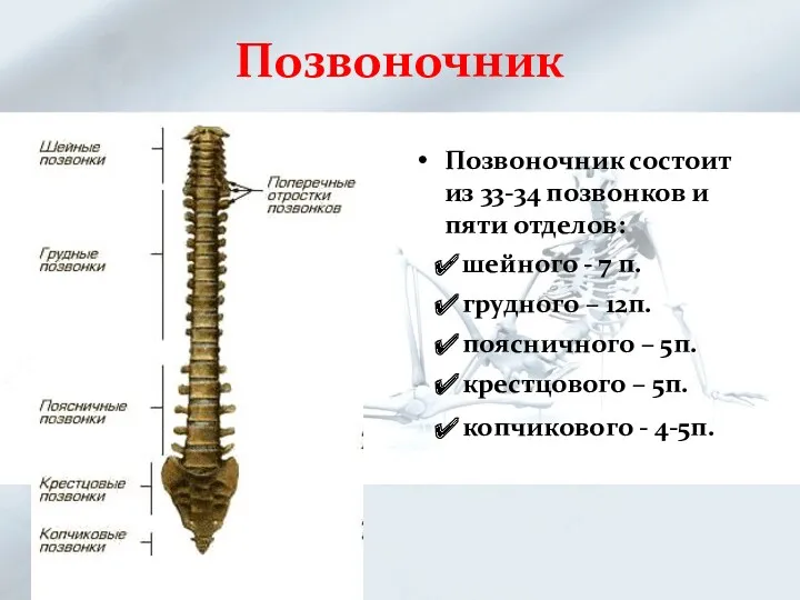 Позвоночник Позвоночник состоит из 33-34 позвонков и пяти отделов: шейного