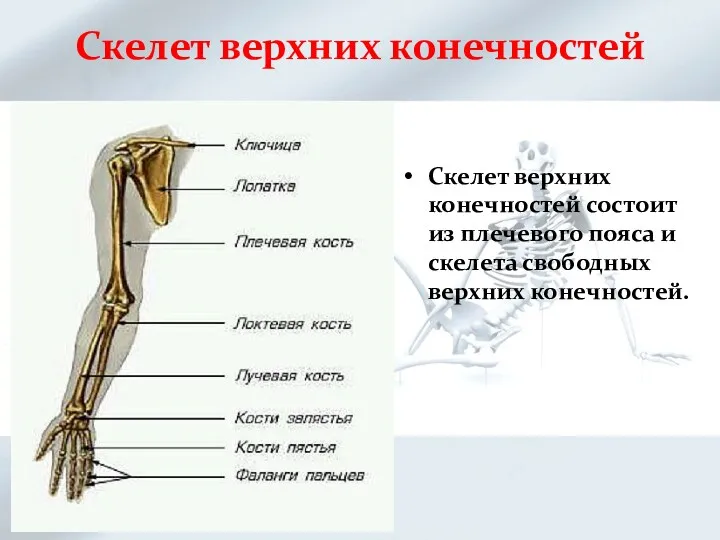 Скелет верхних конечностей Скелет верхних конечностей состоит из плечевого пояса и скелета свободных верхних конечностей.