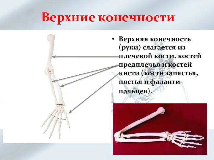 Верхние конечности Верхняя конечность (руки) слагается из плечевой кости, костей