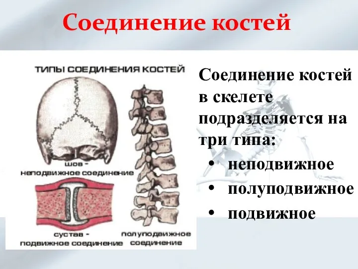 Соединение костей Соединение костей в скелете подразделяется на три типа: неподвижное полуподвижное подвижное