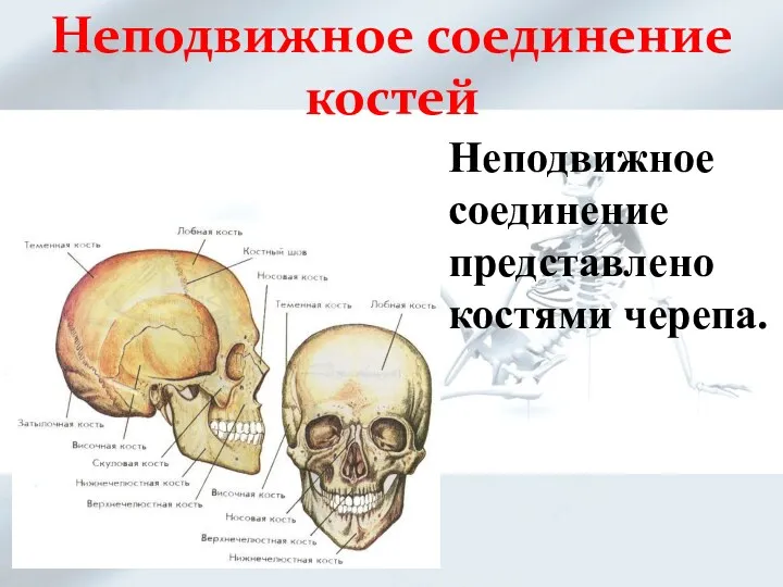 Неподвижное соединение костей Неподвижное соединение представлено костями черепа.