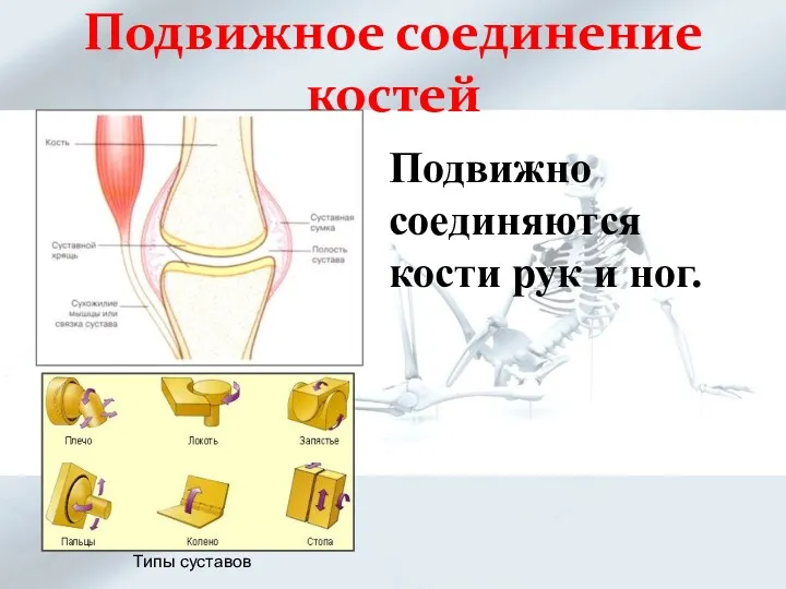 Подвижное соединение костей Подвижно соединяются кости рук и ног. Типы суставов
