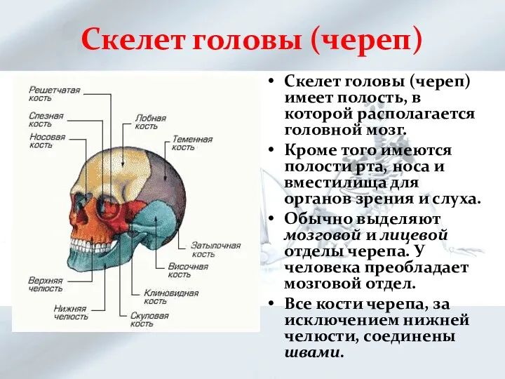 Скелет головы (череп) Скелет головы (череп) имеет полость, в которой