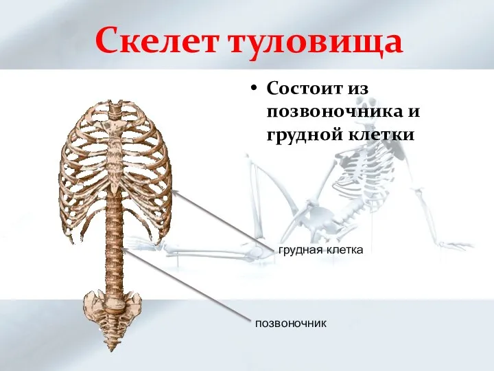 Скелет туловища Состоит из позвоночника и грудной клетки грудная клетка позвоночник