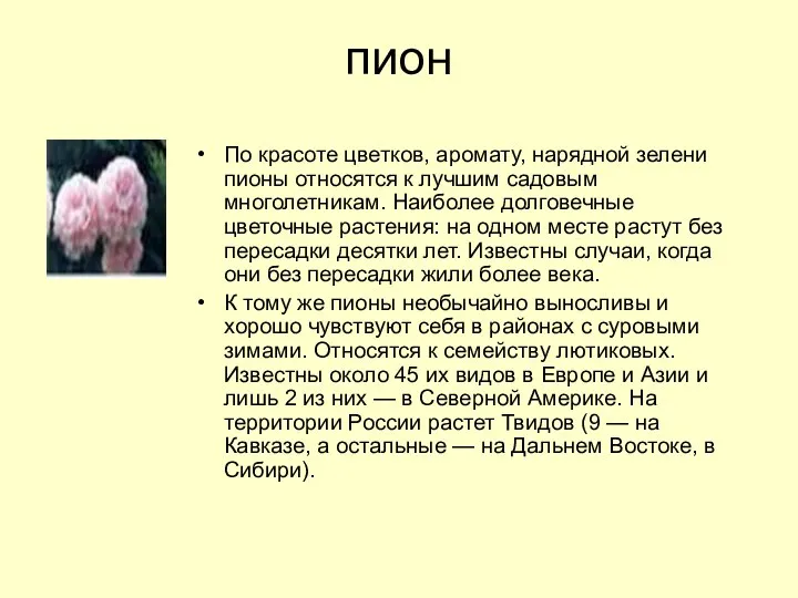 пион По красоте цветков, аромату, нарядной зелени пионы относятся к