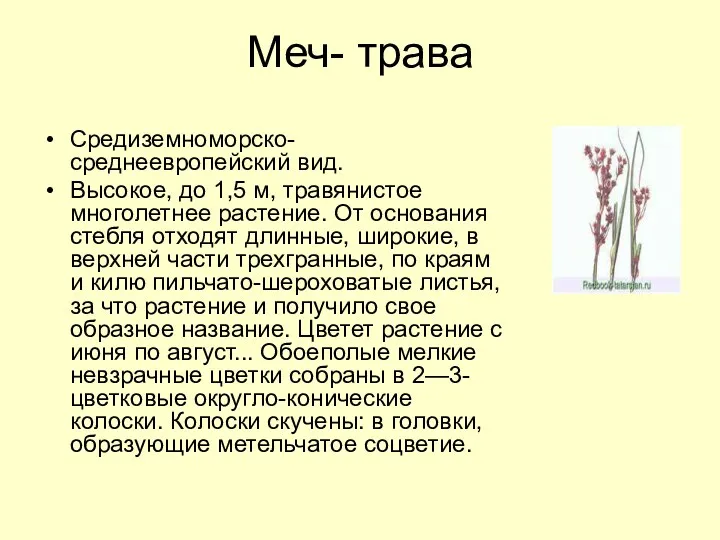 Меч- трава Средиземноморско-среднеевропейский вид. Высокое, до 1,5 м, травянистое многолетнее