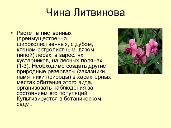 Чина Литвинова Растет в лиственных (преимущественно широколиственных, с дубом, кленом