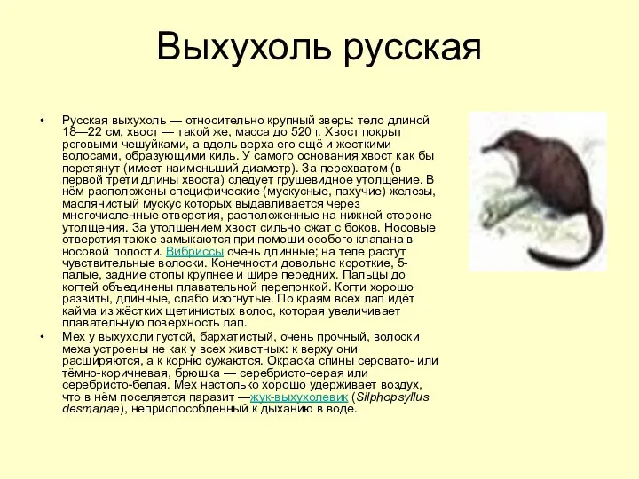 Выхухоль русская Русская выхухоль — относительно крупный зверь: тело длиной