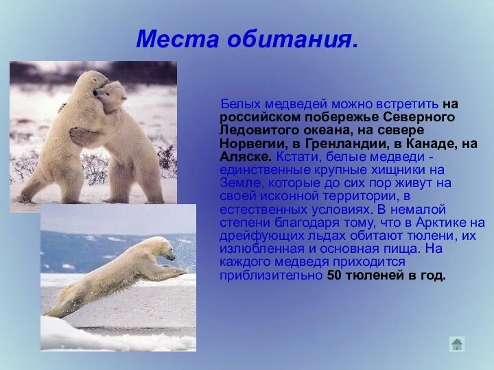 Места обитания. Белых медведей можно встретить на российском побережье Северного