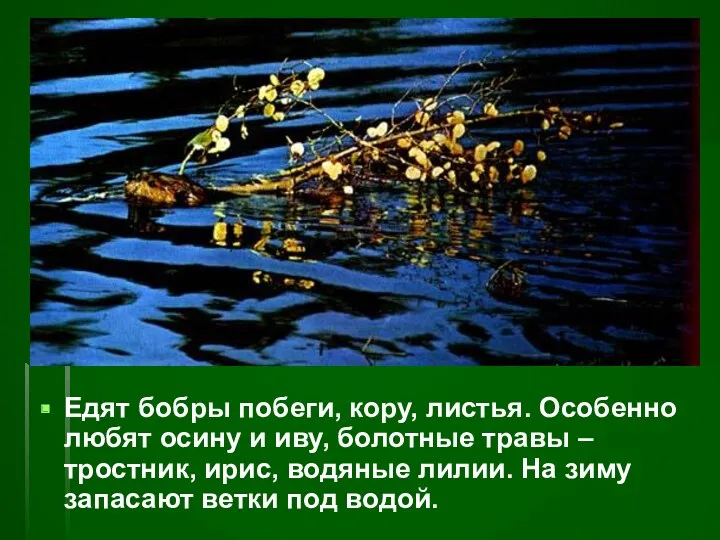 Едят бобры побеги, кору, листья. Особенно любят осину и иву, болотные травы –