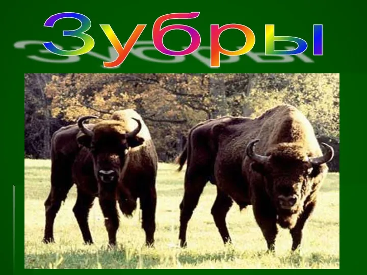 Зубры