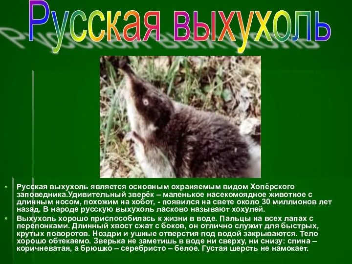 Русская выхухоль является основным охраняемым видом Хопёрского заповедника.Удивительный зверёк – маленькое насекомоядное животное