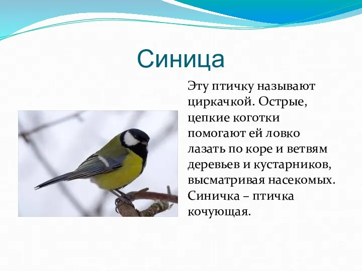 Синица Эту птичку называют циркачкой. Острые, цепкие коготки помогают ей