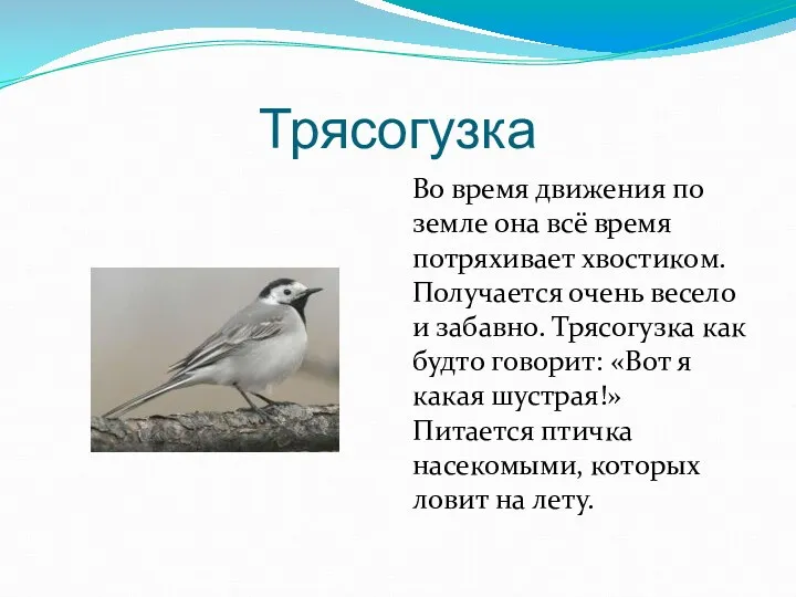 Трясогузка Во время движения по земле она всё время потряхивает