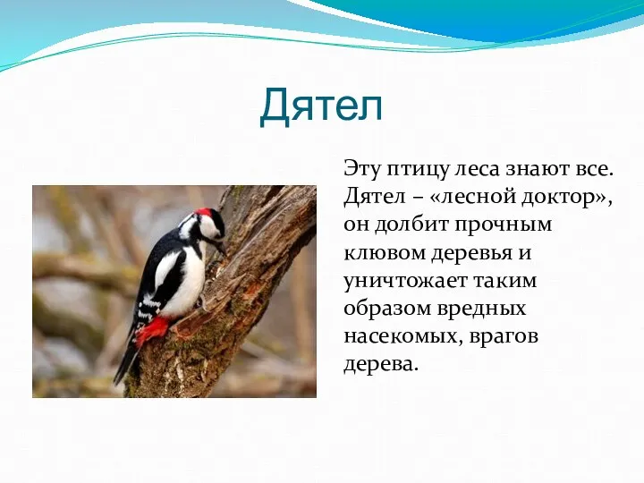 Дятел Эту птицу леса знают все. Дятел – «лесной доктор»,