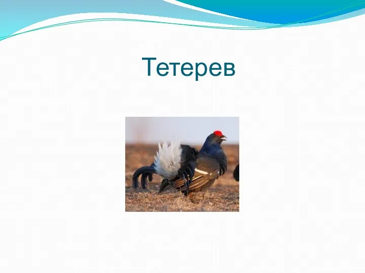 Тетерев