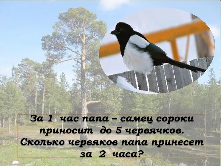 За 1 час папа – самец сороки приносит до 5 червячков. Сколько червяков