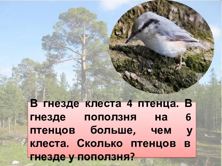 В гнезде клеста 4 птенца. В гнезде поползня на 6 птенцов больше, чем