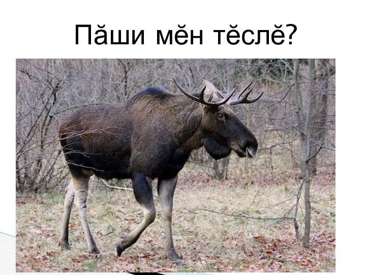 Пăши мĕн тĕслĕ?