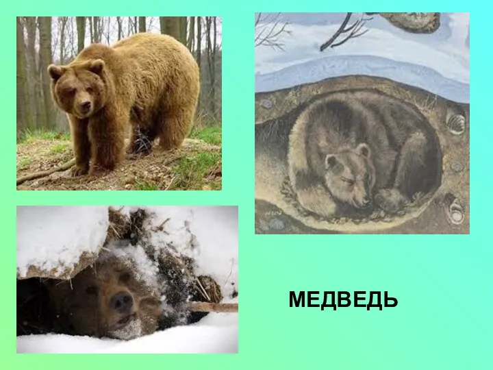 МЕДВЕДЬ МЕДВЕДЬ