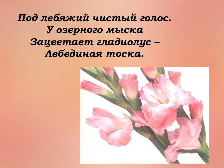 Под лебяжий чистый голос. У озерного мыска Зацветает гладиолус – Лебединая тоска.