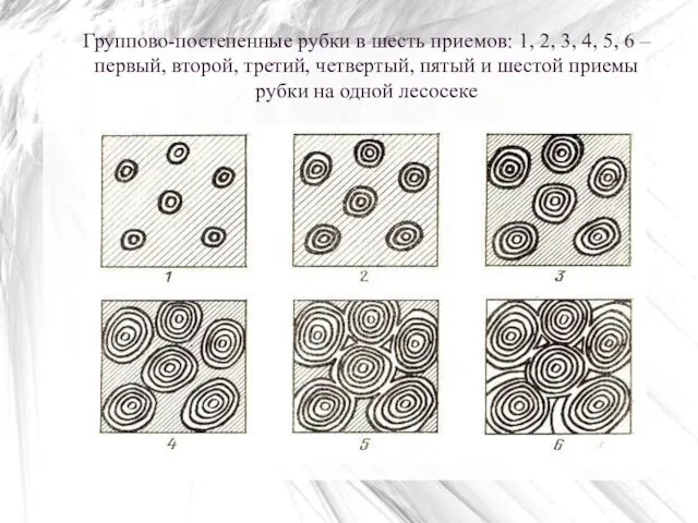 Группово-постепенные рубки в шесть приемов: 1, 2, 3, 4, 5,