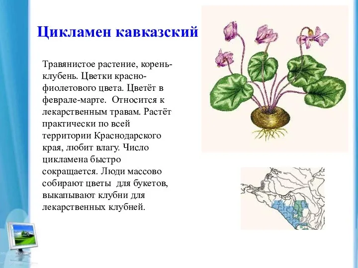 Цикламен кавказский Травянистое растение, корень-клубень. Цветки красно- фиолетового цвета. Цветёт в феврале-марте. Относится