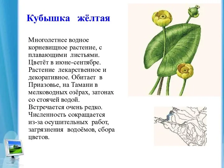 Кубышка жёлтая Многолетнее водное корневищное растение, с плавающими листьями. Цветёт в июне-сентябре. Растение