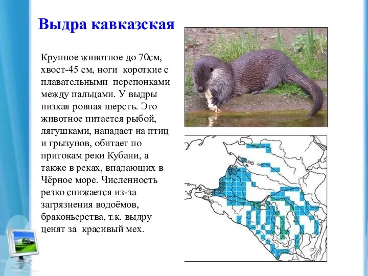 Выдра кавказская Крупное животное до 70см, хвост-45 см, ноги короткие