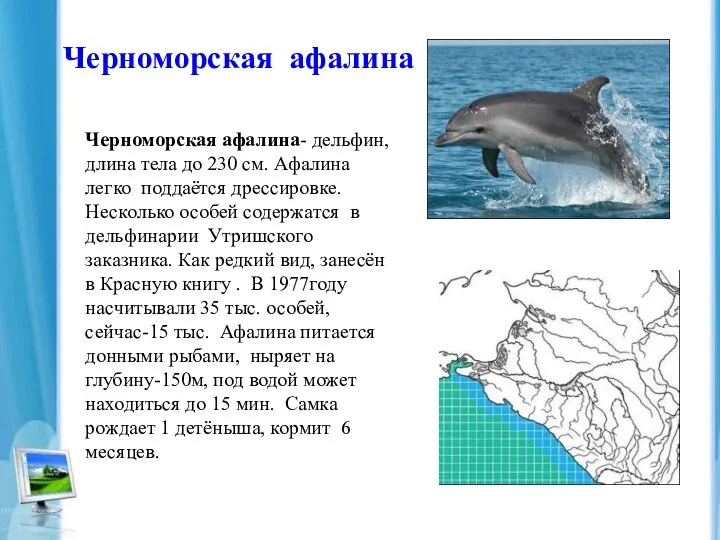 Черноморская афалина Черноморская афалина- дельфин, длина тела до 230 см. Афалина легко поддаётся