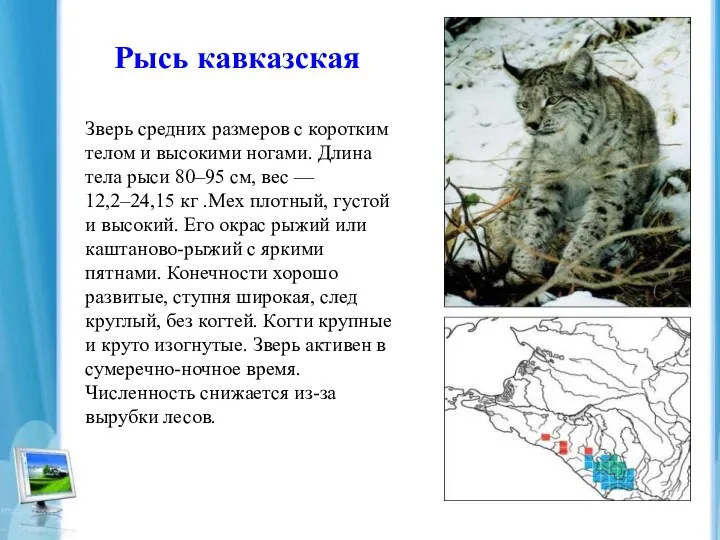 Рысь кавказская Зверь средних размеров с коротким телом и высокими ногами. Длина тела
