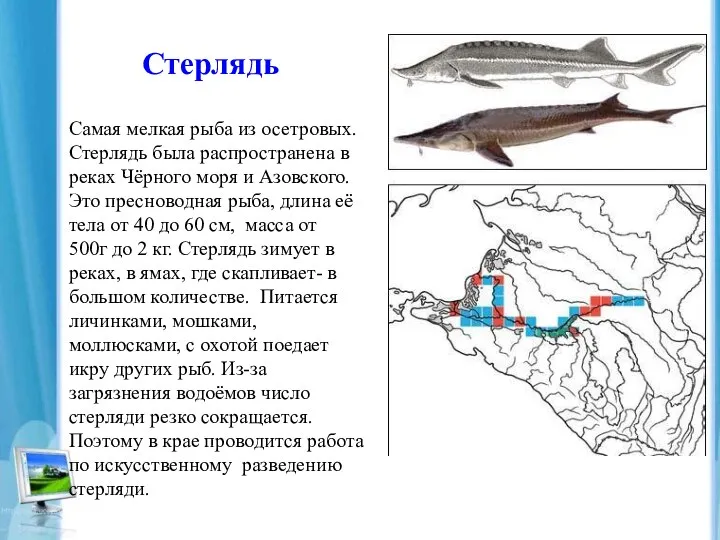 Стерлядь Самая мелкая рыба из осетровых. Стерлядь была распространена в реках Чёрного моря