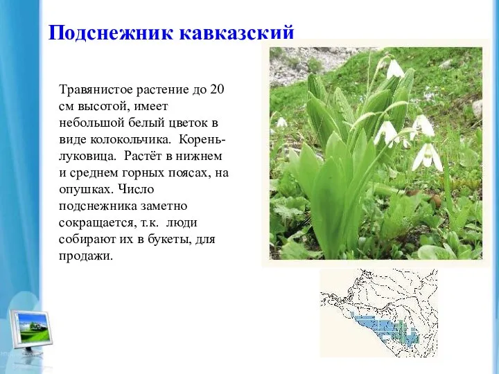 Подснежник кавказский Травянистое растение до 20 см высотой, имеет небольшой белый цветок в