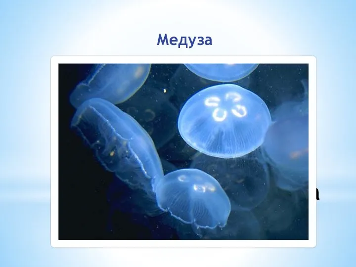 Медуза Медуза