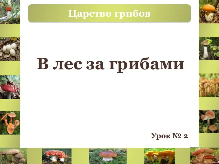 Царство грибов В лес за грибами Урок № 2