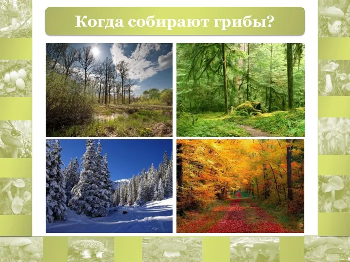 Когда собирают грибы?