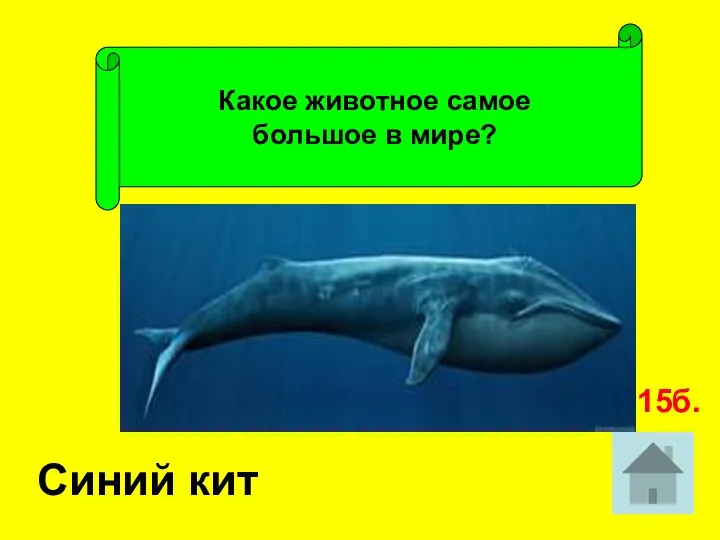Какое животное самое большое в мире? Синий кит 15б.