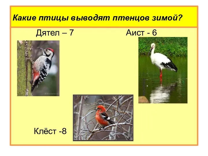 Какие птицы выводят птенцов зимой? Дятел – 7 Аист - 6 Клёст -8
