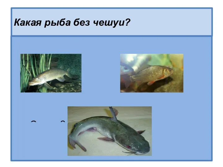 Какая рыба без чешуи? Щука – 4 Карась - 3 Сом – 2