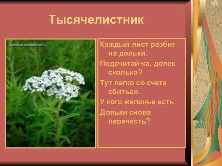 Тысячелистник Каждый лист разбит на дольки. Подсчитай-ка, долек сколько? Тут